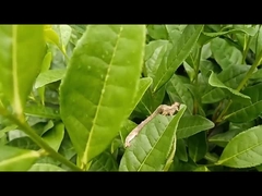 চা জ্যামিত্রি পোকার উপদ্রব দমনে কার্যকরী কৃষি কীটনাশক  ইওএনপিভি.বিটি