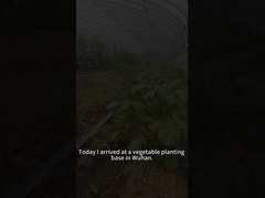 বিট আর্মিওয়ার্ম লার্ভা টমেটো গাছ সহ বিভিন্ন উদ্ভিদ খায়