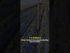 ব্রড স্পেকট্রাম অ্যান্টি-ফঙ্গাল কার্যকারিতা মাইক্রোবিয়াল এজেন্ট সিওয়াই৩০ ফসলের বৃদ্ধি বাড়ায় রুট রুট