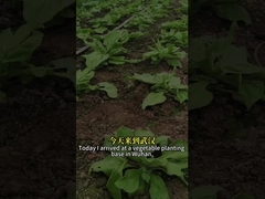 উচ্চ কার্যকর জৈবিক কীটনাশক কীটপতঙ্গ ভাইরাস SeNPV এবং Bacillus Thuringiensis