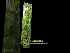 ক্রুসিফেরাস শস্য, ভুট্টা ইত্যাদিতে জৈবিক নিয়ন্ত্রণ পদ্ধতির মাধ্যমে শ্বেত মাছি নিয়ন্ত্রণ