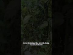 টমেটো লেট ব্লাইট জৈবিক কীটনাশক উদ্ভিদ লেট ব্লাইট জৈবিক নিয়ন্ত্রণ