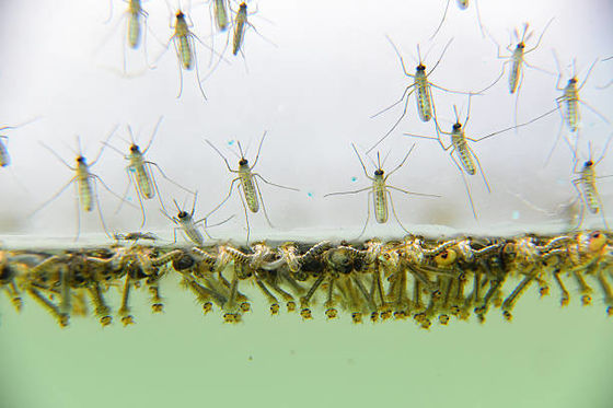 Biological Mosquito Insecticide with Mosquito Densovirus and Bacillus Thuringiensis Subsp Israel for Effective 0.5-1ml/m2 Dosage Mosquito Larvae Killer