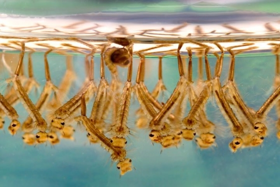 Kill Mosquito Larvae No Demonstrated Adverse Effects on Birds Mammals Fish Bacillus thuringiensis