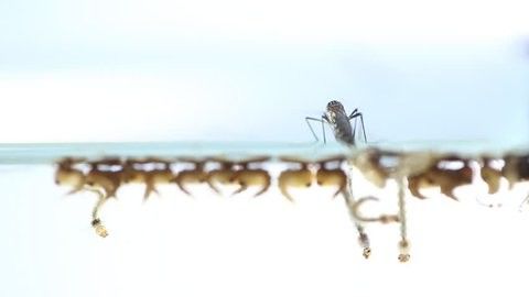Biological Mosquito Insecticide with Mosquito Densovirus and Bacillus Thuringiensis Subsp Israel for Effective 0.5-1ml/m2 Dosage Mosquito Larvae Killer