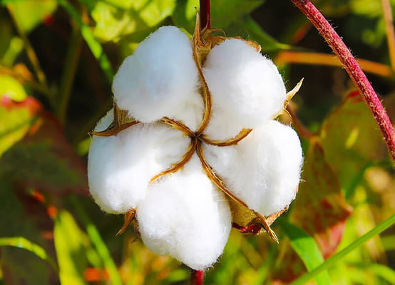 HaNPV Bt SC Agriculture Pesticide Kill Oriental Tobacco Budworm Xinjiang China Cotton