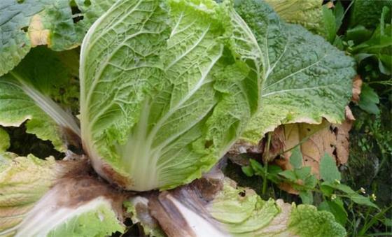 Melon bacterial angular leaf spot cure  6% Kasugamycin rice citrus vegetables protection 