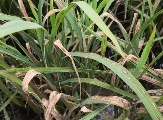 Quick Effect Agrochemical fungicide 6% Kasugamycin rice paddy crop disease 