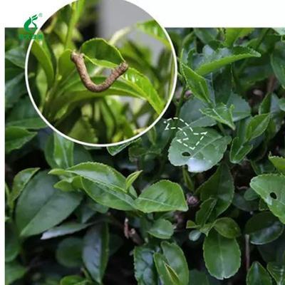 Black Tea Tree Pest Killer EoNPV & Bt for Euproctis Safety Environmental Biological Viral Pesticide
