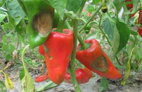CY30 Bacillus Velezensis relieve rotten roots dead plants stiff seedlings yellowing of solanaceous fruits melon garlic.