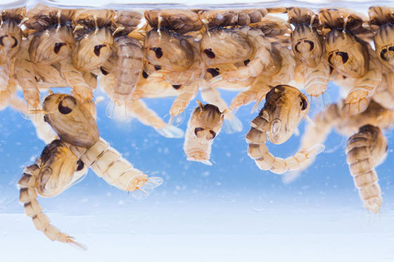 Biological Mosquito Larvae Killer with Mosquito Densovirus (MDV) and Bacillus thuringiensis subsp Israel (BTi) at 0.5-1ml/m2 Dosage