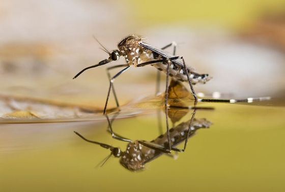 Biological Mosquito Killer with Mosquito Densovirus (MDV) and Bacillus thuringiensis subsp Israel (BTi) for Low Toxicity Larvae Control