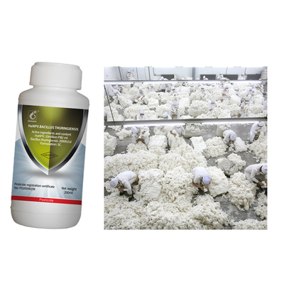 Pure biological preparation HaNPV insecticide kill cotton bollworm Helicoverpa armigera