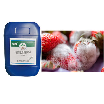 Prevent Cure Strawberry Root Rot Fertilizer Bacillus Velezensis Large Leaf Robust Seedling 