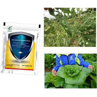 Bio Pesticide PrGV Kill Diamondback Moth Killing Pest in Cauliflower Tomato Broccoli Crops